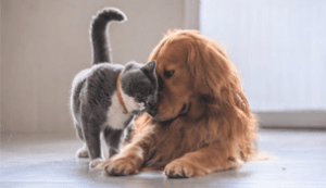 Animals & Pet Supplies